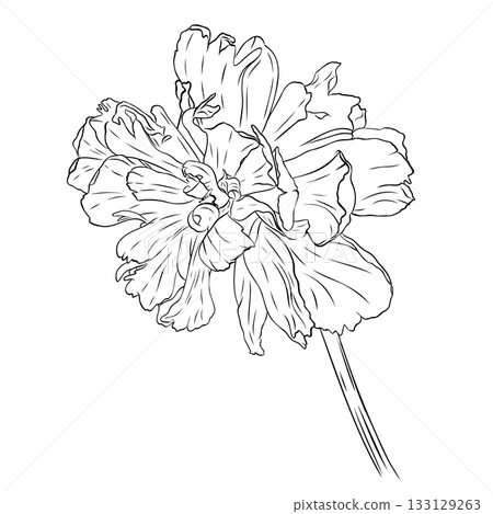 Gorgeous open peony bud with cute petals. Graphic Gorgeous open peony bud with cute petals. Graphic 133129263