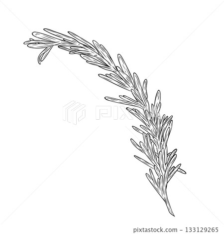 Monochrome botanical fragrant herb drawing of rosemary plant isolated on white background. Graphic hand drawn ink vector Monochrome botanical fragrant herb drawing of rosemary plant isolated on white background. Graphic hand drawn ink vector 133129265