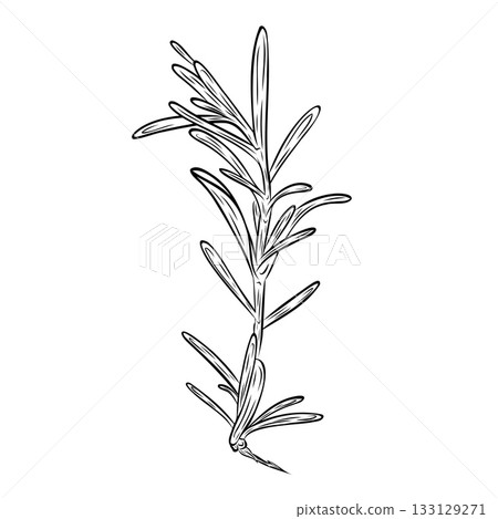 Monochrome botanical fragrant herb drawing of rosemary plant isolated on white background. Graphic hand drawn ink vector Monochrome botanical fragrant herb drawing of rosemary plant isolated on white background. Graphic hand drawn ink vector 133129271