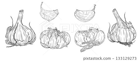 Set, clip art of monochrome botanical fragrant spice drawing of head and clove of garlic isolated. Graphic hand drawn ink vector Set, clip art of monochrome botanical fragrant spice drawing of head and clove of garlic isolated. Graphic hand drawn ink vector 133129273