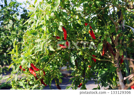 獅子胡椒 133129306