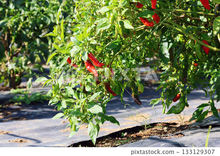 獅子胡椒 133129307