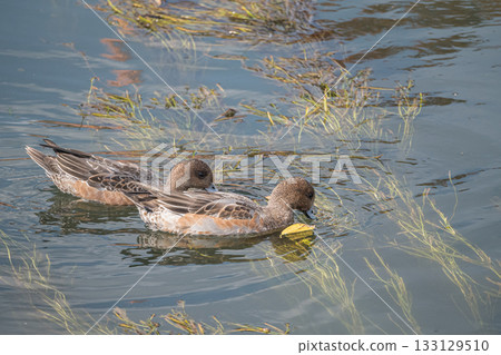 A female wigeon eating aquatic plants, Lake Biwa Canal, Kyoto City A female wigeon eating aquatic plants, Lake Biwa Canal, Kyoto City 133129510