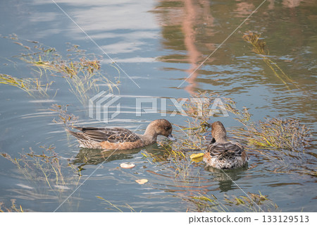 A female wigeon eating aquatic plants, Lake Biwa Canal, Kyoto City 133129513