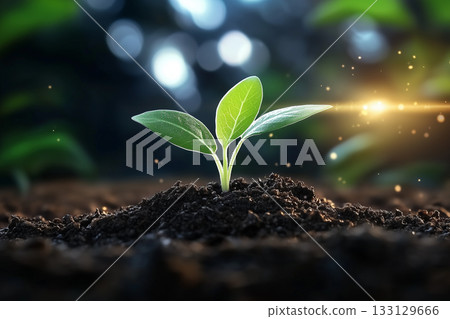 Environment, eco, young leaves, fresh greenery, spring, ecology, earth, image of life, sun, sunlight, sparkle, shine, sprout Environment, eco, young leaves, fresh greenery, spring, ecology, earth, image of life, sun, sunlight, sparkle, shine, sprout 133129666