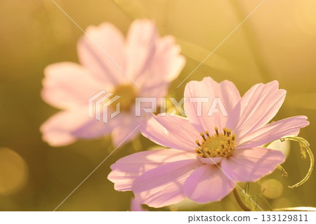 Cosmos shining in the backlight - a soothing space Cosmos shining in the backlight - a soothing space 133129811