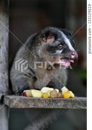 果子狸① 果子狸① 133129819