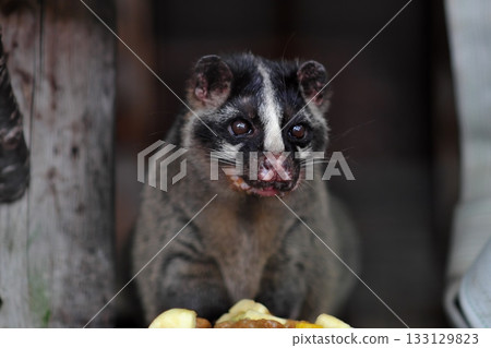 A palm civet staring at me③ 133129823