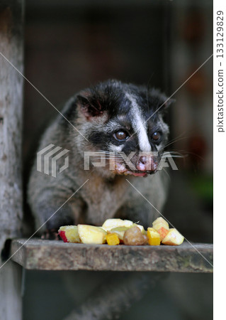 果子狸③ 果子狸③ 133129829