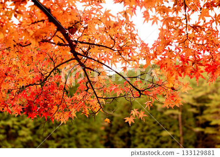 Toyota Takadoya Wetlands at its best for autumn foliage Toyota Takadoya Wetlands at its best for autumn foliage 133129881