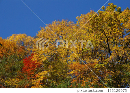北志賀高原地區 下午時分，信濃北部南志賀高原地區的秋色（駕車時從車窗看到的景色） 133129975