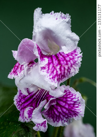 Purple Streptocarpus Flower with Dew on Green Background 133131177