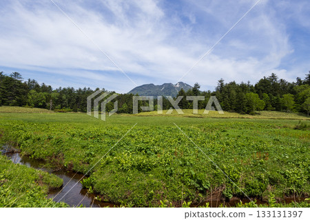 Lake Oze in early summer, Mt. Hiuchigatake seen from Oe Marsh Lake Oze in early summer, Mt. Hiuchigatake seen from Oe Marsh 133131397