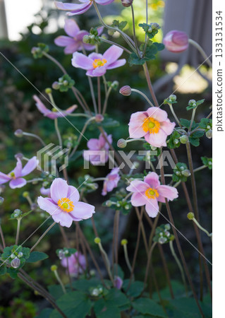 Beautiful flowers in the garden Beautiful flowers in the garden 133131534