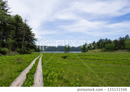 初夏時節,鄂澤湖鄂江濕地的三棵落葉松 初夏時節,鄂澤湖鄂江濕地的三棵落葉松 133131598