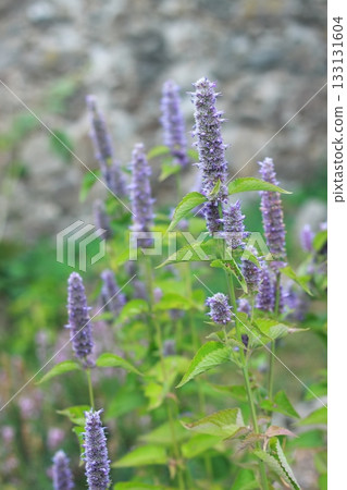 Agastache foeniculum,  also called  giant hyssop, Indian mint or blue licorice. 133131604