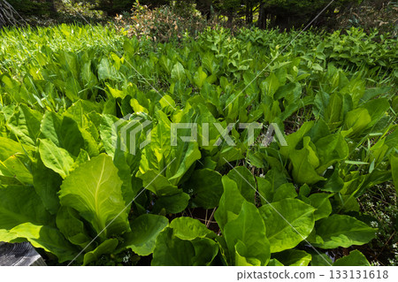 Early summer at Lake Ozenuma: Skunk cabbage after flowering Early summer at Lake Ozenuma: Skunk cabbage after flowering 133131618