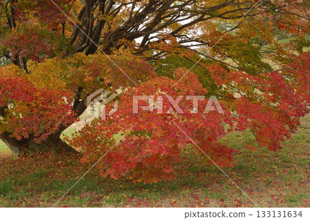Colorful maple tree A large maple tree in a vast garden whose leaves are beginning to turn red (zoomed photo of fallen leaves at the base) Colorful maple tree A large maple tree in a vast garden whose leaves are beginning to turn red (zoomed photo of fallen leaves at the base) 133131634