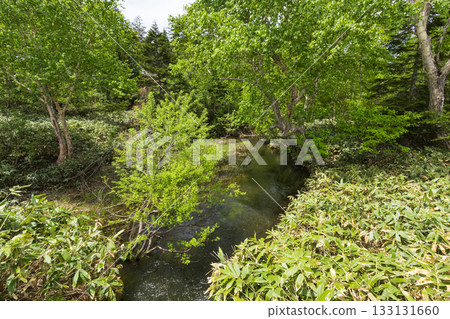 Lake Oze in early summer, Numajiri intake, Ozegahara side 133131660