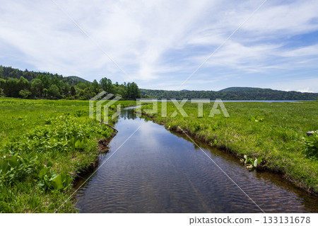 初夏的鄂澤湖,鄂澤沼澤 初夏的鄂澤湖,鄂澤沼澤 133131678