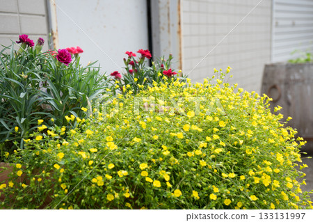 Yellow flowers in front of the house 133131997