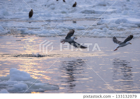 A Glaucous Gull takes off with a fish in its mouth that was thrown between the drift ice. 133132079