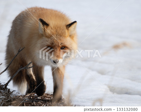 A red fox walking through the grasslands of Hokkaido's Notsuke Peninsula in winter 133132080
