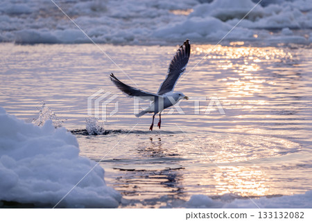 一隻黑頭巨鷗從浮冰間的海面上起飛。 133132082