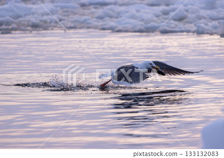 A herring gull takes off with a fish in its mouth that was thrown between the drift ice. A herring gull takes off with a fish in its mouth that was thrown between the drift ice. 133132083