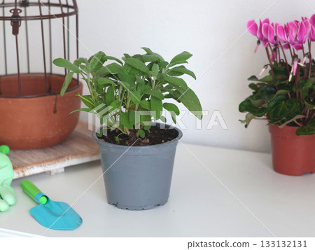 Potted sage and cyclamen. Homemade cooking herbs. Aromas and health benefits. Repotting flowers at home. 133132131