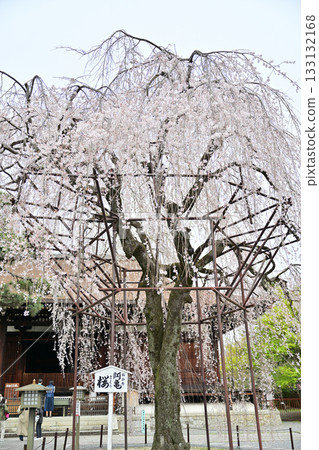 Cherry blossoms at Senbon Shakado, April 2024 Cherry blossoms at Senbon Shakado, April 2024 133132168