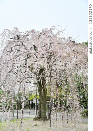 Cherry blossoms at Senbon Shakado, April 2024 133132170