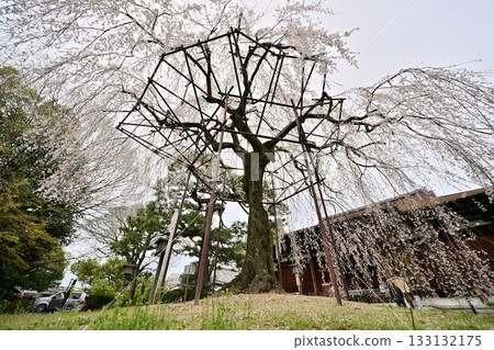 Cherry blossoms at Senbon Shakado, April 2024 Cherry blossoms at Senbon Shakado, April 2024 133132175