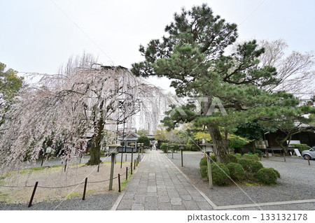 2024年4月,千本舍迦堂的櫻花盛開 2024年4月,千本舍迦堂的櫻花盛開 133132178