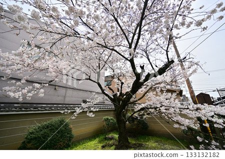 Cherry blossoms at Senbon Shakado, April 2024 Cherry blossoms at Senbon Shakado, April 2024 133132182