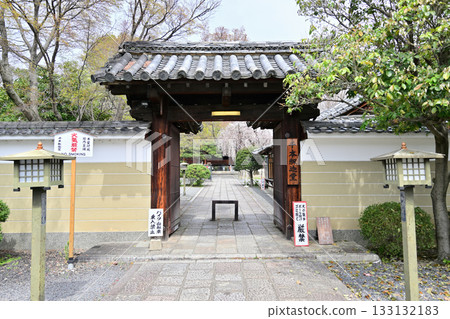 Cherry blossoms at Senbon Shakado, April 2024 133132183
