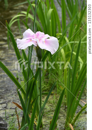 鳶尾花/水無月園 133132303