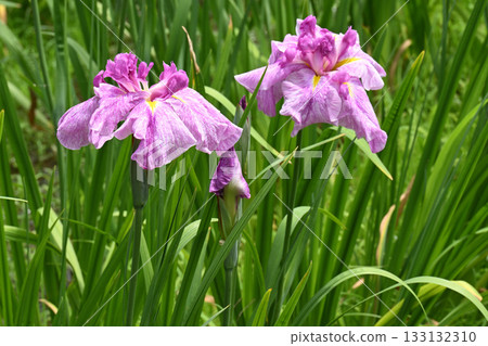 Phoenix Brocade and Iris 133132310