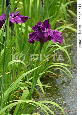 Brave General - Iris 133132311