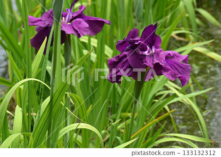 勇敢的將軍 - 鳶尾花 勇敢的將軍 - 鳶尾花 133132312