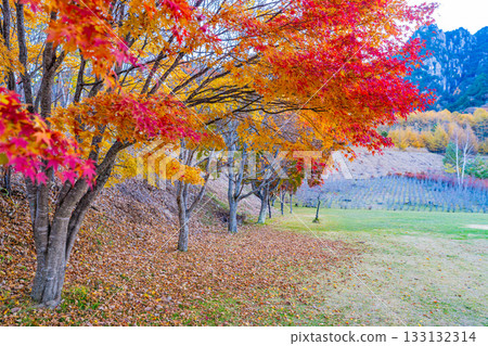 【山梨郡】水垣山自然公園的秋日黎明 133132314
