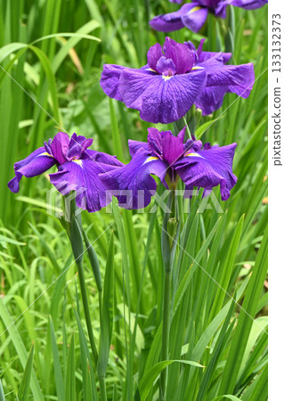 Iris and Minazuki Garden 133132373