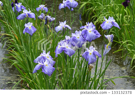鳶尾花/水無月園 133132378