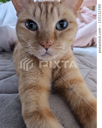 棕色虎斑貓直視前方 棕色虎斑貓直視前方 133132399