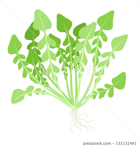 Illustration of the seven herbs of spring_Lamium amplexicaule (Tabirako) 133132401