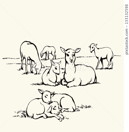 Vector drawing. Small sheeps lay at the field 133132598