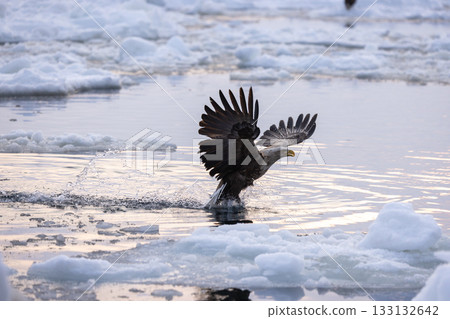 一隻白尾海鵰在浮冰間捕獲了一條被拋出的魚，然後飛走了。 133132642