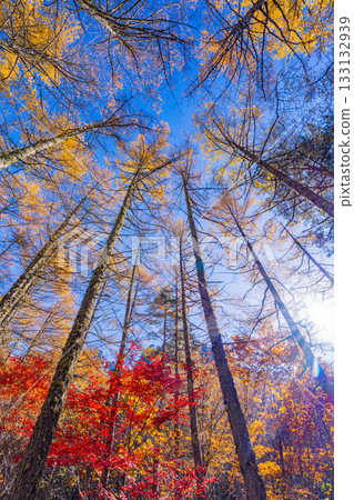 [Yamanashi Prefecture] Beautiful autumn foliage in the mountains of Mt. Mizugaki, a bouldering mecca 133132939