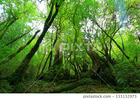 屋久島森林景觀：原始森林樹木 1 133132973
