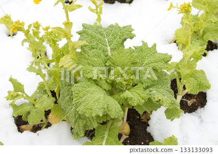 雪中的落葉 雪中的落葉 133133093